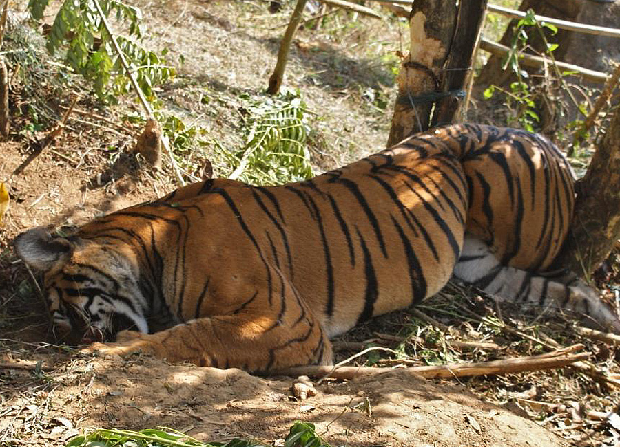 ६ वटा घाइते बाघलाई उद्धार गरी उपचार गरिँदै