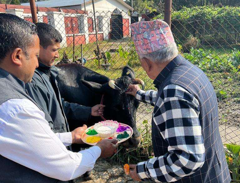 राष्ट्रपति पौडेलले गरे गाईपूजा