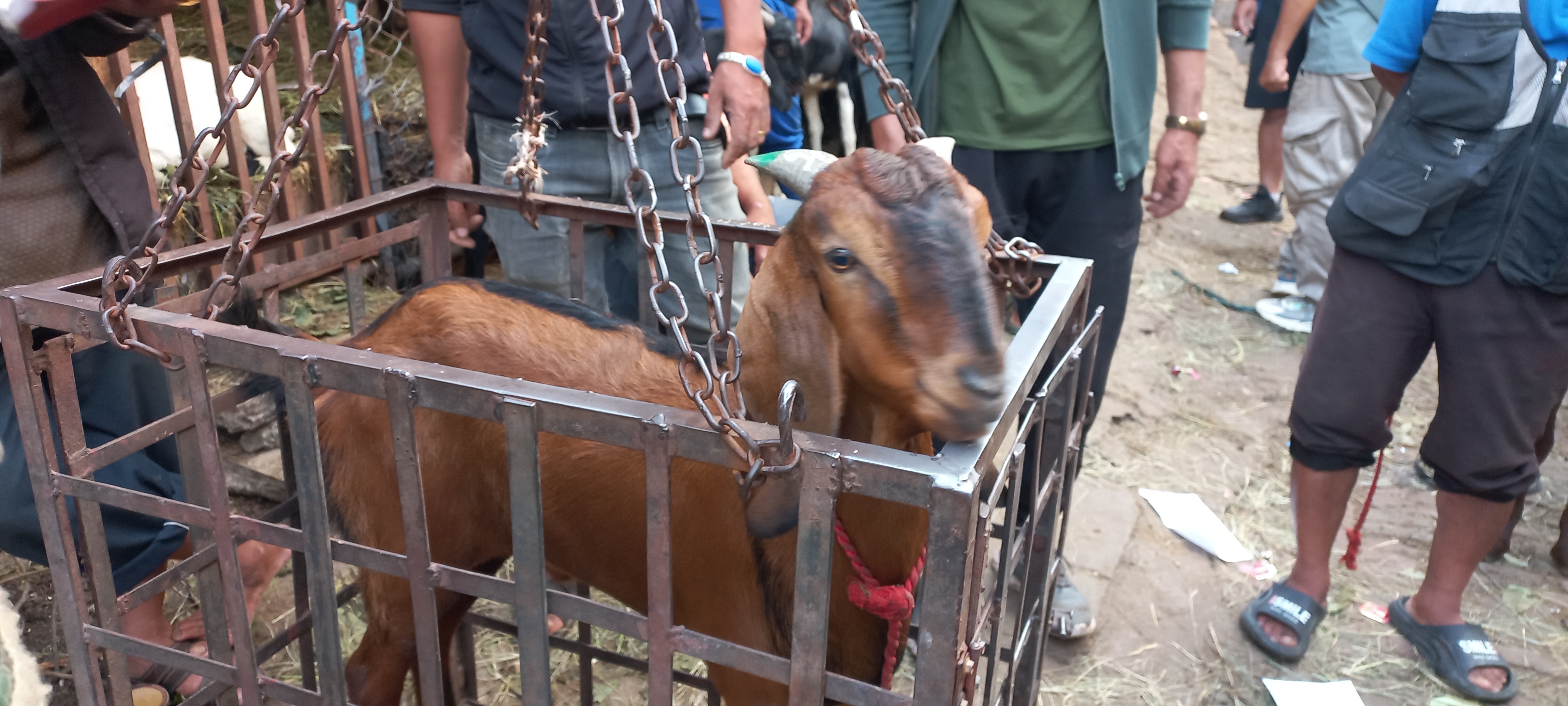 सिङमा हरियो रङ लगाइएका खसीबोका किन्न पशु चिकित्सकको सुझाव