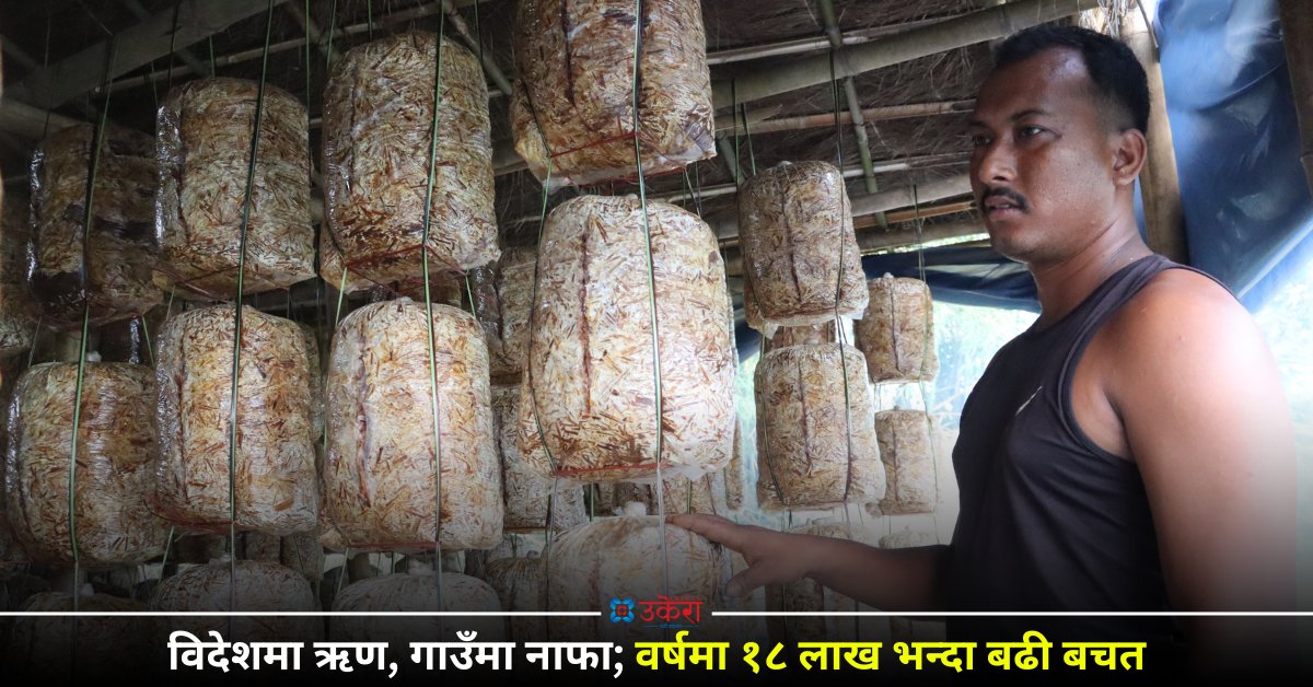 दुबईबाट फर्केर सुनसरीमा च्याउ खेती, वार्षिक १८ लाख बचत