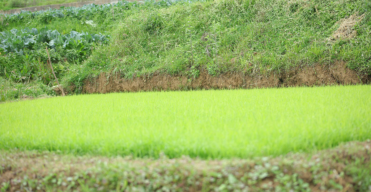 आज असार १५, २१औं राष्ट्रिय धान दिवस मनाइँदै