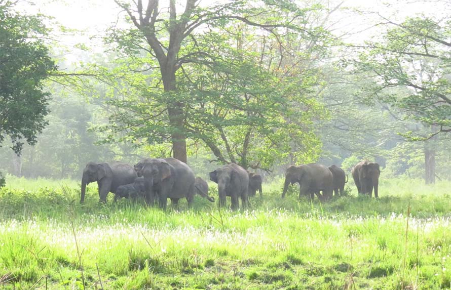 बढ्दो मानव-हात्ती द्वन्द्व : २० वर्षमा २७४ जनाको मृत्यु, कसरी हुन्छ समाधान?