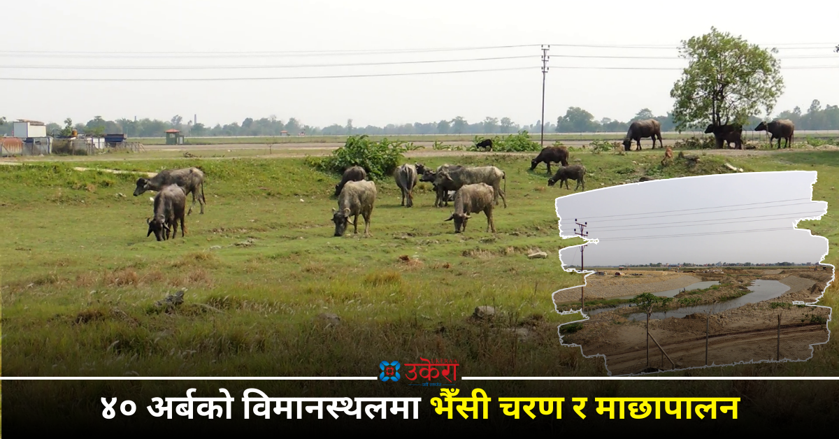 भैँसी चराउने र माछा पाल्ने ठाउँ बन्यो गौतमबुद्ध विमानस्थल, नियमित अन्तर्राष्ट्रिय उडान नहुँदा व्यवसायी निराश