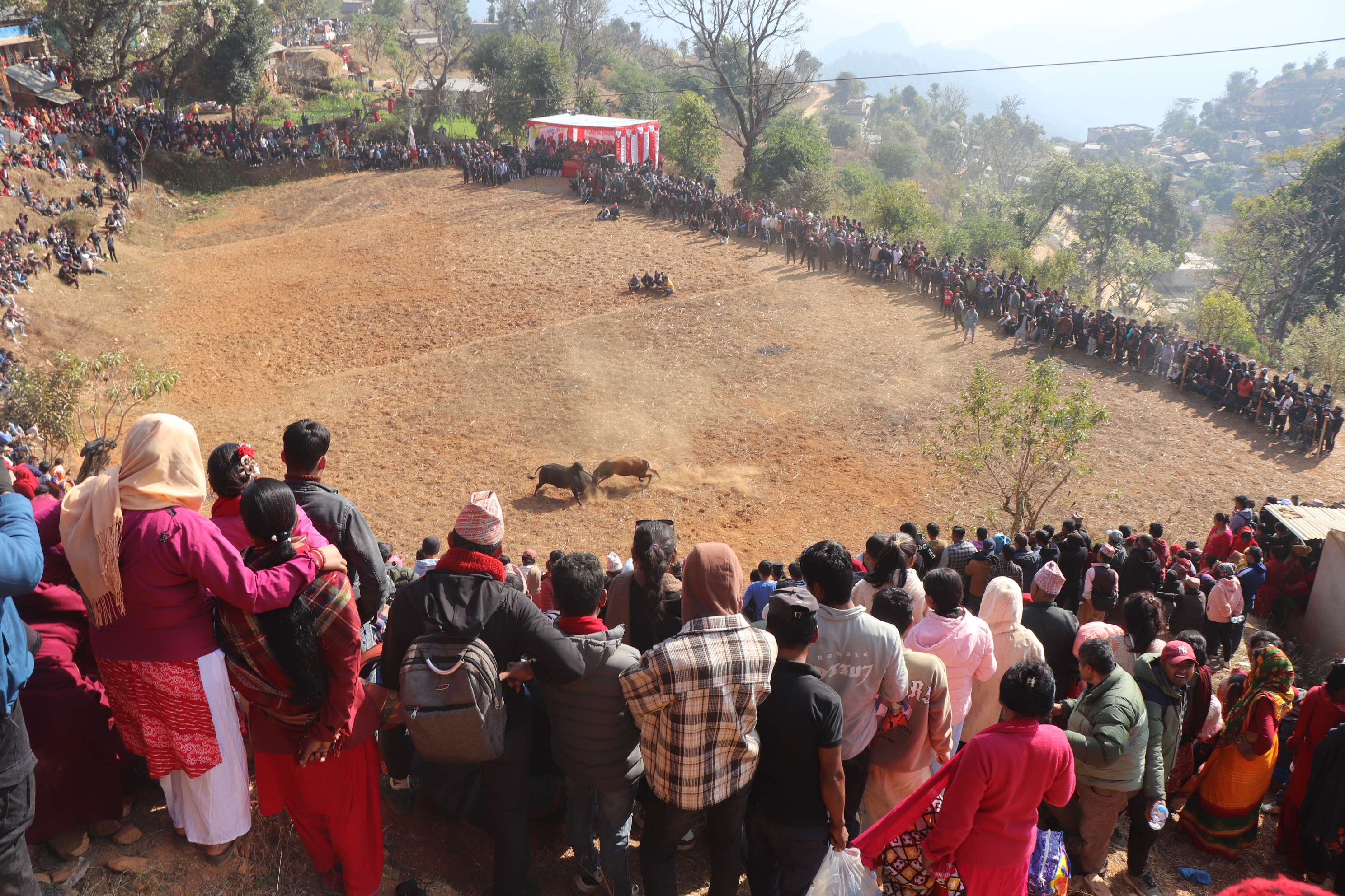 नुवाकोटमा गोरू जुधाएर मनाइयो माघे सङ्क्रान्ति