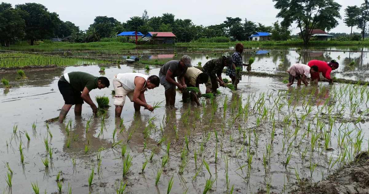 जग्गा भाडामा लिएर धान रोप्दै विप्लव कार्यकर्ता