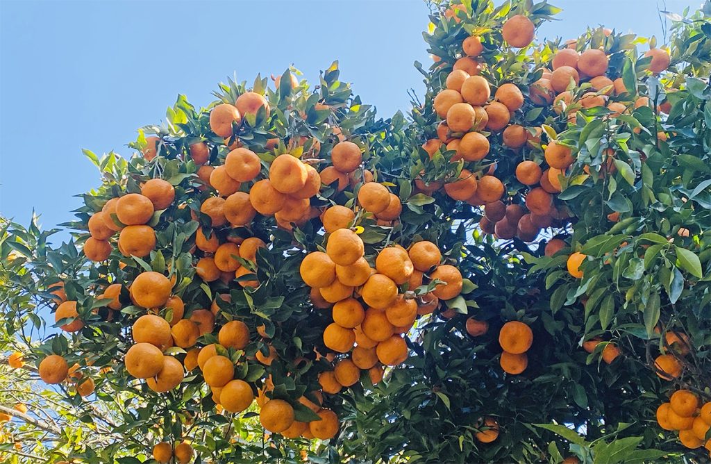 गण्डकीमा ४ अर्ब बढीको सुन्तला उत्पादन, स्याङ्जामा मात्रै एक अर्ब ७१ करोड बढी