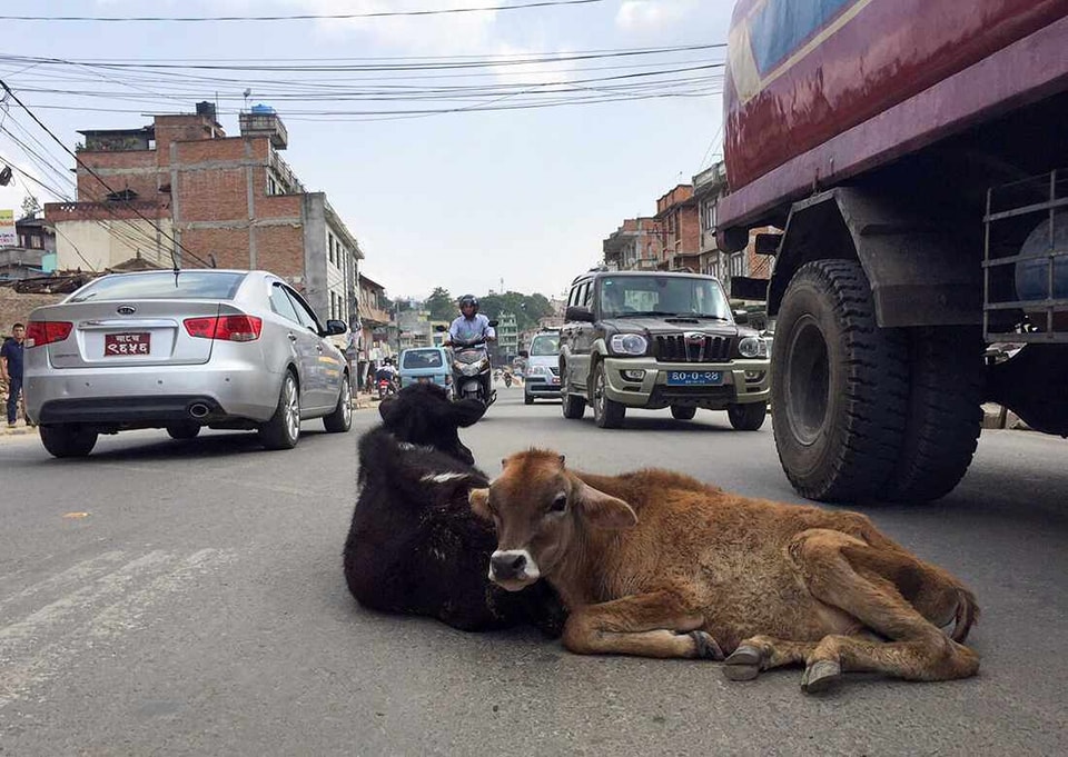 काठमाडौं महानगरले भोलिदेखि सडकमा भेटिने गाईबाच्छालाई काञ्जी हाउसमा राख्ने