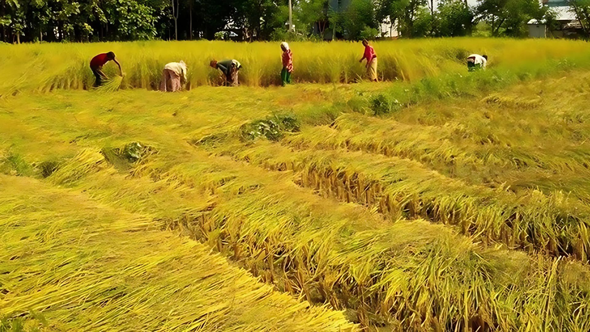 तिहार सकिएसँगै धान भित्र्याउने चटारो