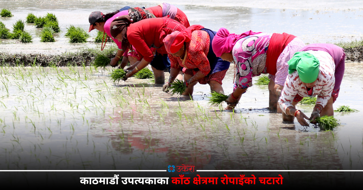 काँठ क्षेत्रमा रोपाइँको रौनक (तस्बिरहरू)