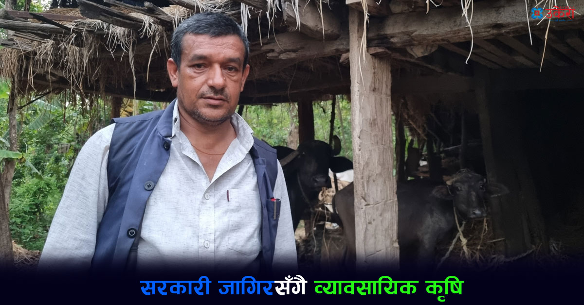 सरकारी जागिरसँगै व्यावसायिक खेतीमा टीकाराम, कृषिको आम्दानी तलबभन्दा पाँच लाख बढी