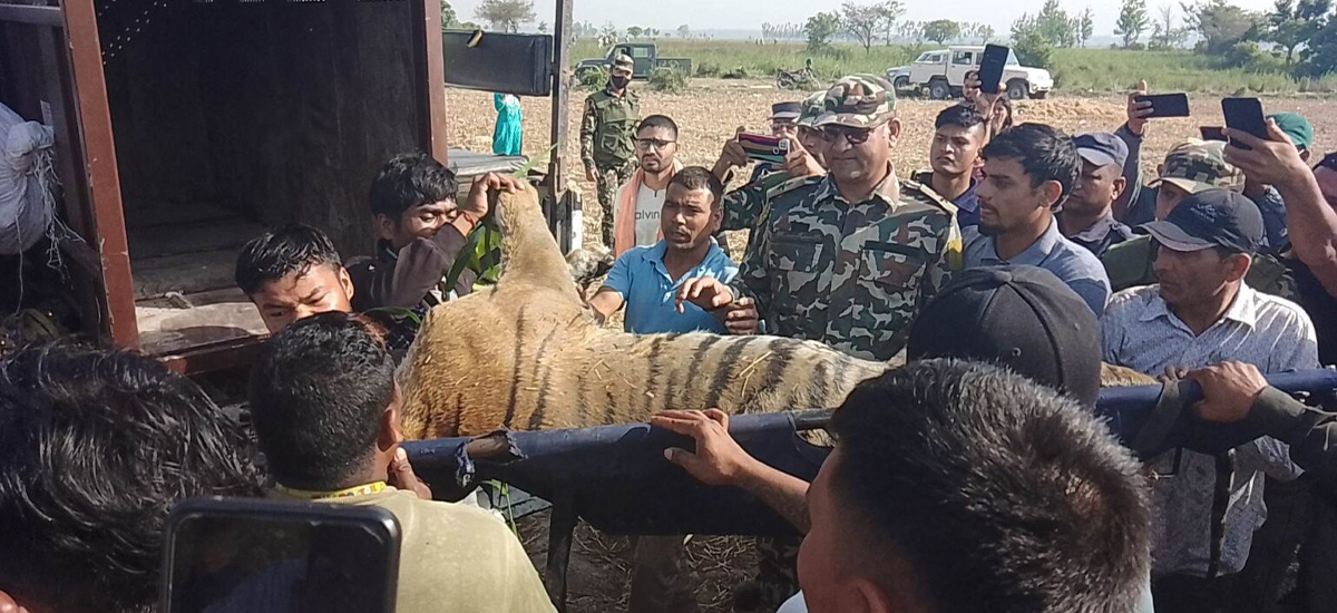 बाघको आक्रमणबाट ज्यान गुमाएकी गंगाको परिवारलाई १० लाख राहत