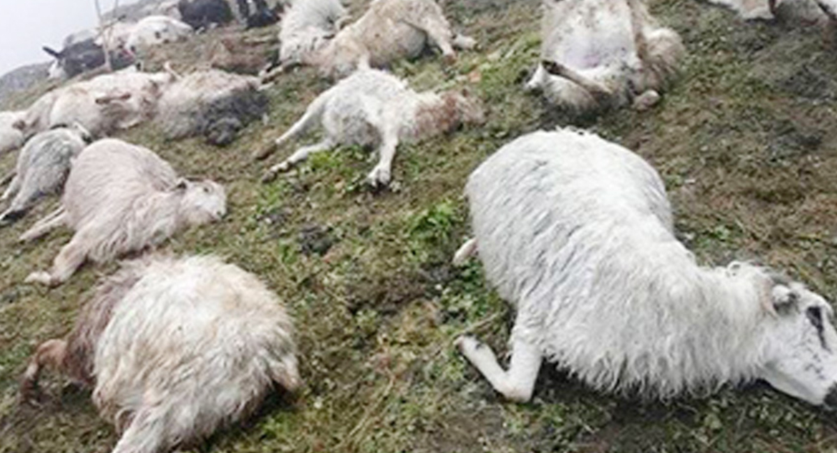 पाटनमा चट्याङ लागेर ५० भेडाबाख्रा एकैचोटि मरे