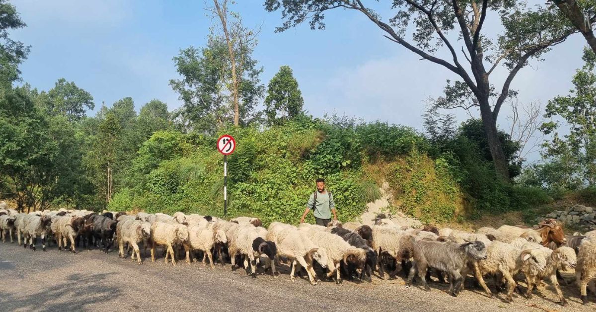 दशैंका लागि सुर्खेत ल्याइएका भेडाको दाम २० हजारसम्म, च्याङ्ग्राको ४० हजार