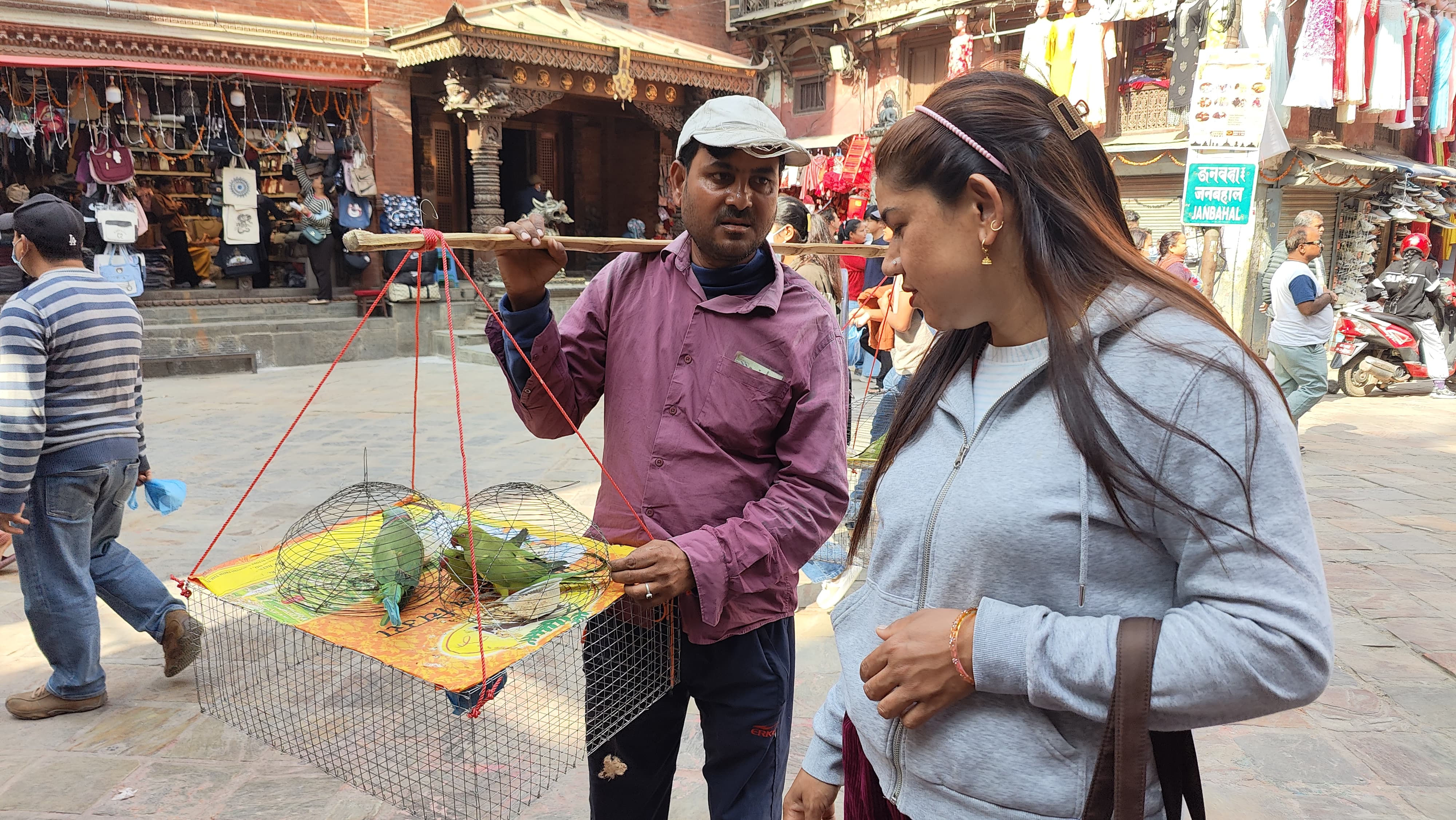 काठमाडौंका चोक-चोकमा संरक्षित चराहरू बिक्री गर्छन् भारतीय व्यापारी, मौन छन् सरोकारवाला