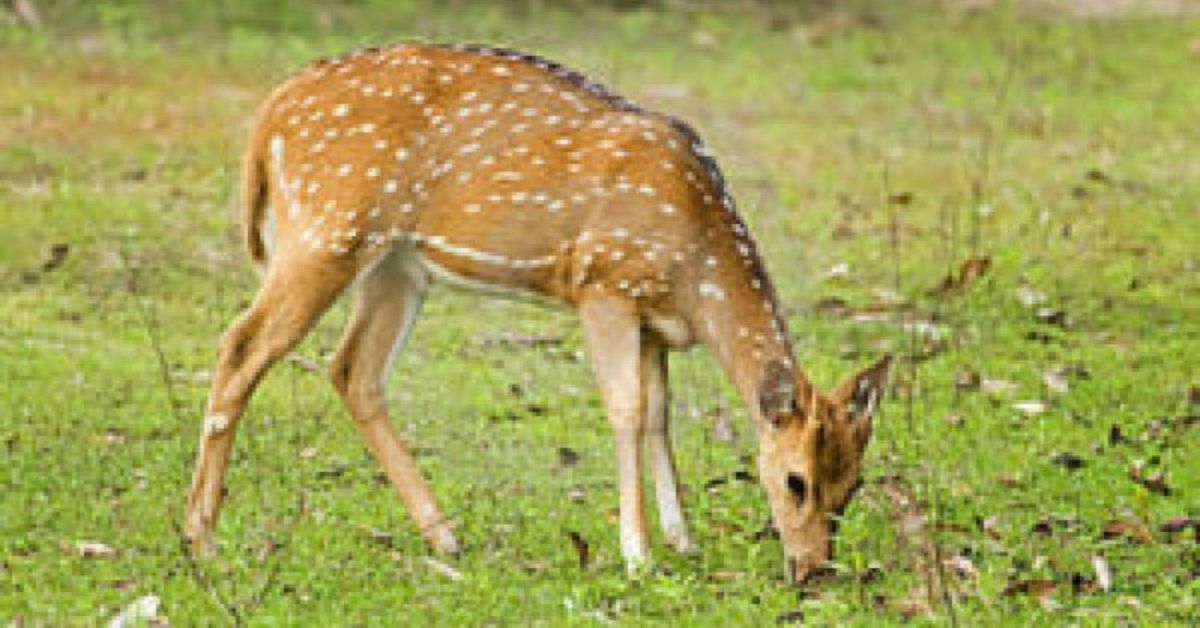 गोली हानेर दुईवटा चित्तल मारेपछि बोरामा लैजाँदै गरेका एकजना पक्राउ