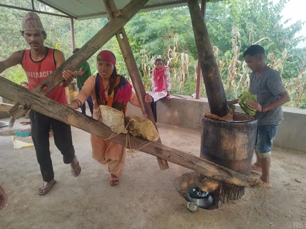 जंगलमा खेर गइरहेको चिउरीको दाना पेलेर घरमै शुद्ध घ्यू उत्पादन