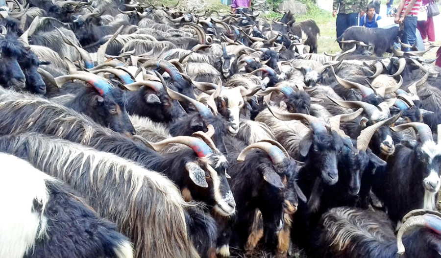 मुस्ताङबाट मात्र २३ करोडको च्याङ्ग्रा निकासी, एउटाको सरदर मूल्य ४० हजार