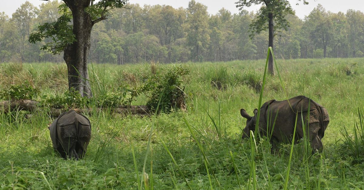 चितवन राष्ट्रिय निकुञ्जका 'नेचर गाइड' : गैँडाको आक्रमणबाट पर्यटकलाई बचाए, आफू बाँचेनन्