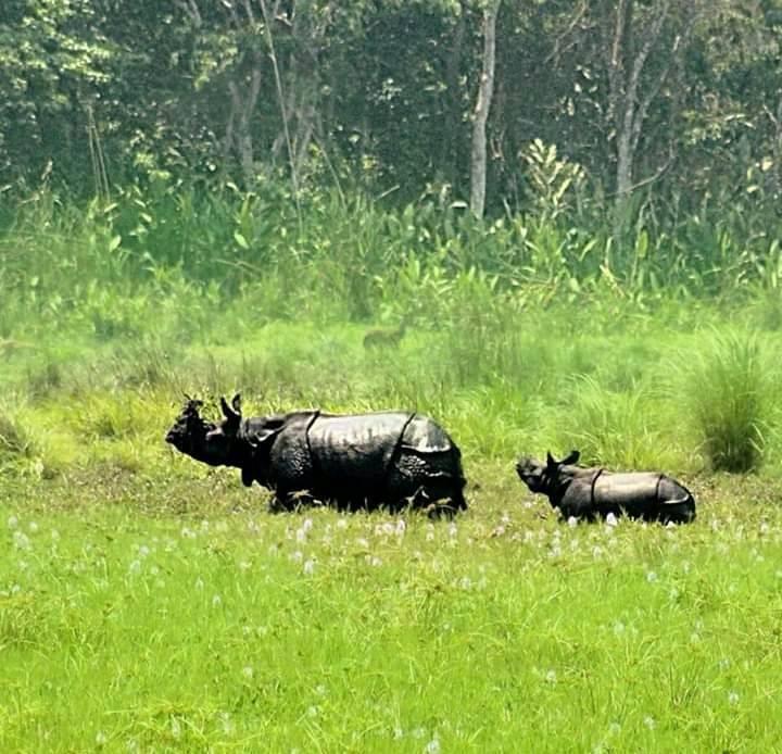 च्याउ टिप्न जाँदा गैंडाको आक्रमणबाट एक महिलाको मृत्यु