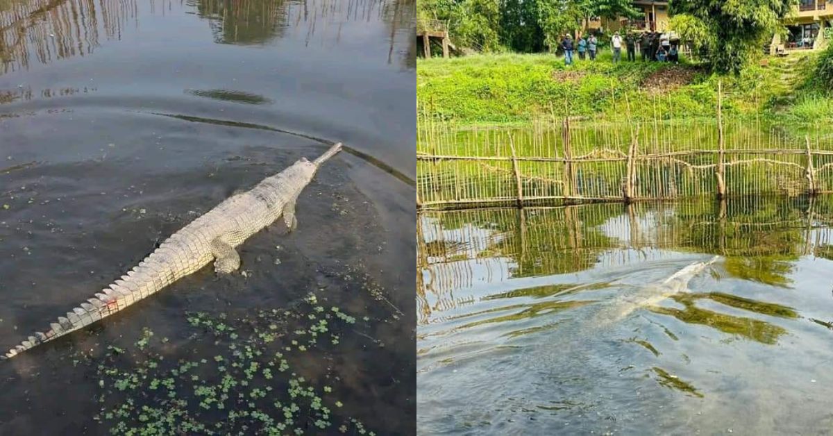 राप्ती नदीमा २० वटा दुर्लभ घडियाल गोही