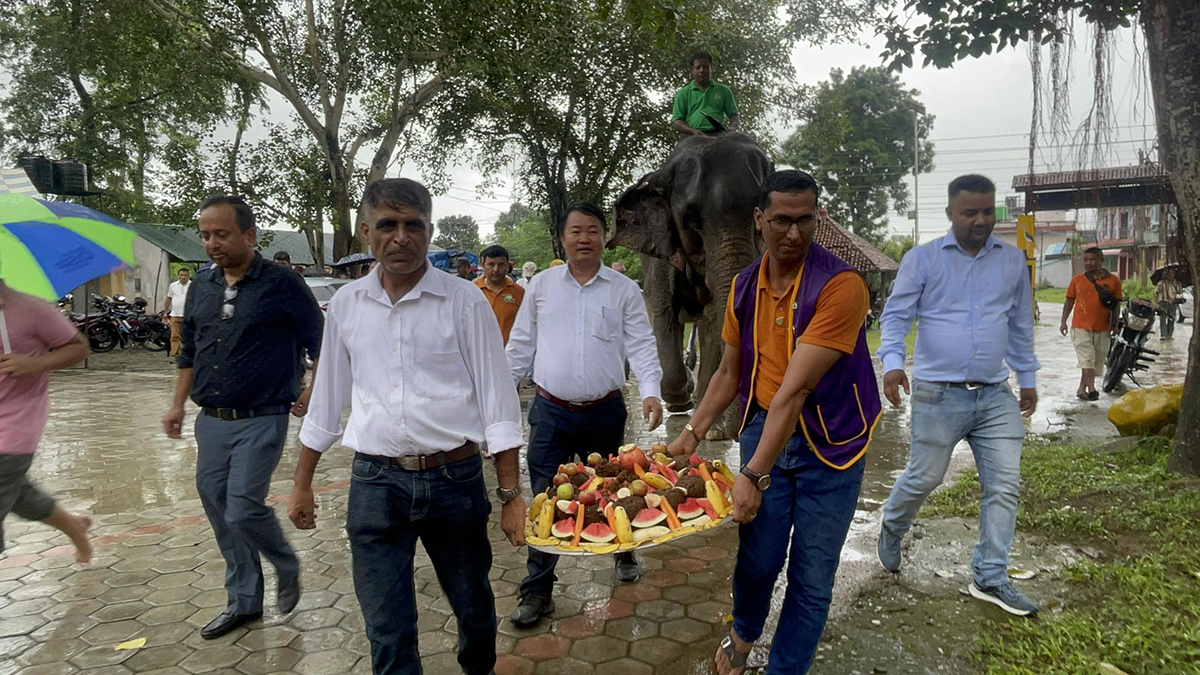 केकदेखि खीरसम्मका आइटम खुवाएर सौराहमा हात्तीको बनभोज