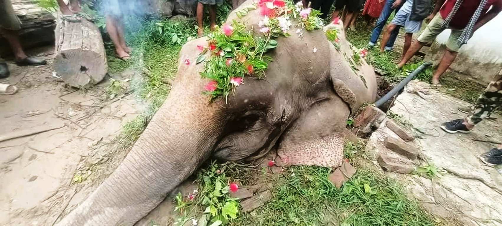 झापामा करेन्ट लागेर जङ्गली हात्तीको मृत्यु