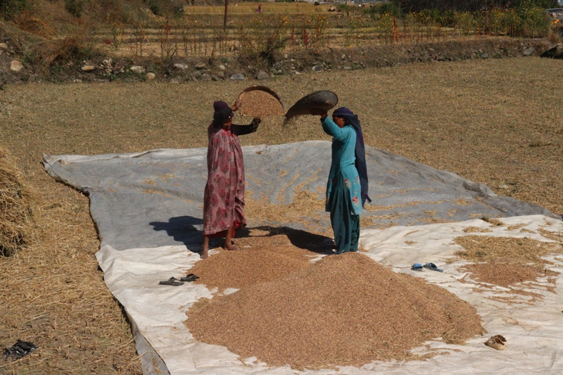 कालीमार्सी धान भित्र्याउन व्यस्त जुम्लाका किसान