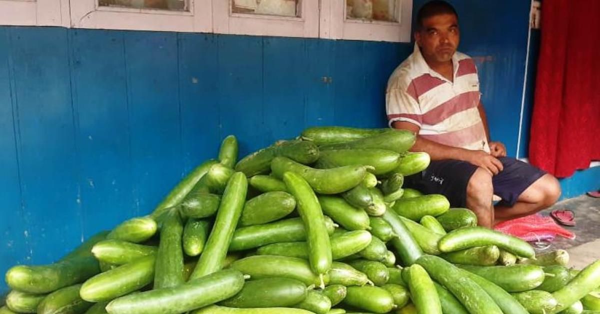 काँक्रो खेतीबाट डेढ लाखको खर्चमा ७ लाखसम्म आम्दानी गर्दै इलामका किसान