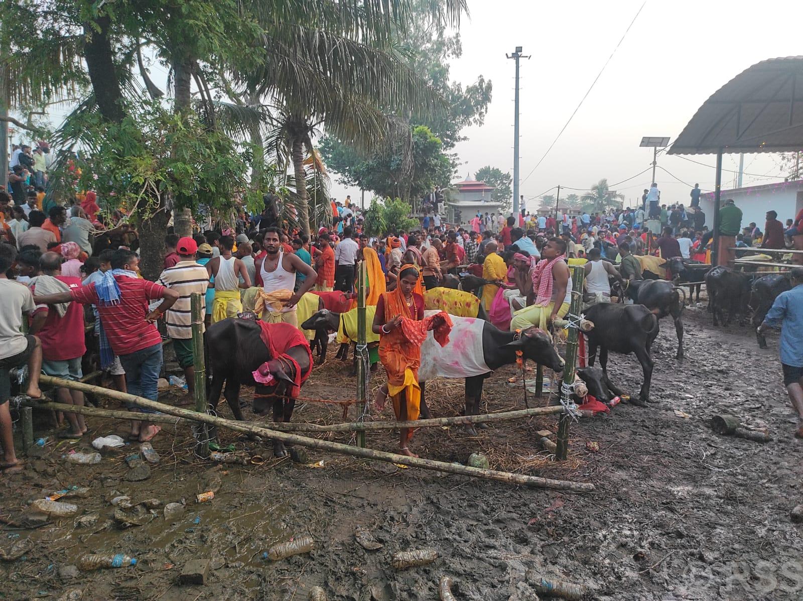 कङ्कालिनी भगवती मन्दिरमा ६२१ वटा राँगाको बलि चढाइयो, छिन्नमस्ता मन्दिरमा ३५ हजार बढीको पशुबलि दिइयो