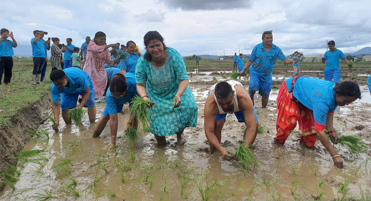 पर्याप्त वर्षा नहुँदा कर्णालीमा ४३ प्रतिशत मात्र रोपाइँ, उत्पादन घट्ने अनुमान