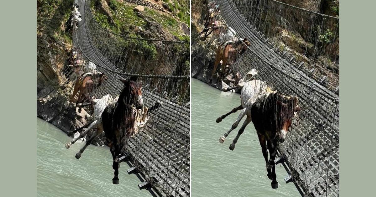 कर्णालीको झोलुंगे पुलमा अड्किएका खच्चरलाई नदीमा खसालेर उद्वार गरियो, दुईको मृत्यु