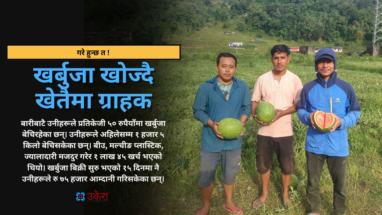 खर्बुजा खोज्दै खेतैमा ग्राहक, मक्खै तीन ठिटा किसान
