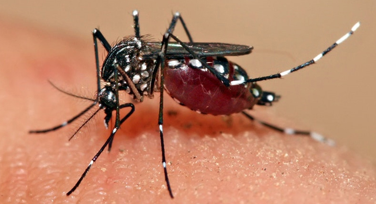 सुदूरपश्चिम प्रदेशमा डेंगु संक्रमणबाट तीन जनाको मृत्यु