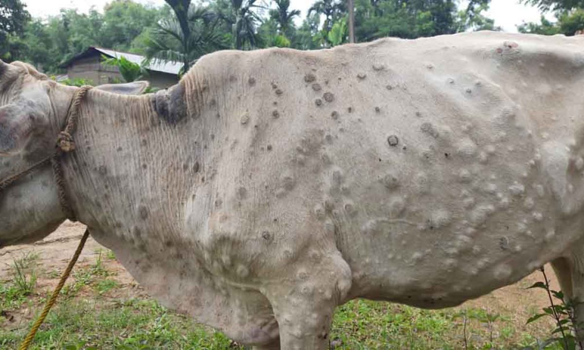 नवलपरासीमा ‘लम्पी स्किन’बाट चार सय गाई भैंसी मरे