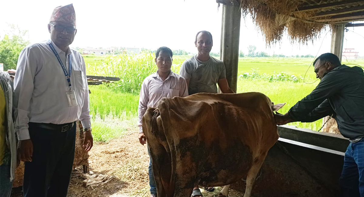 बुटवलमा ६ सय पशुलाई लगाइयो लम्पी स्किनविरुद्धको खोप