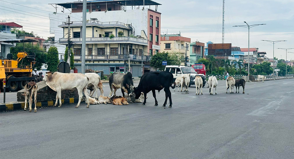 लुम्बिनीमा छाडा चौपायाको राज : स्थानीय तहले सकेनन् व्यवस्थापन, गुनासो गरेर पन्छिन्छन्