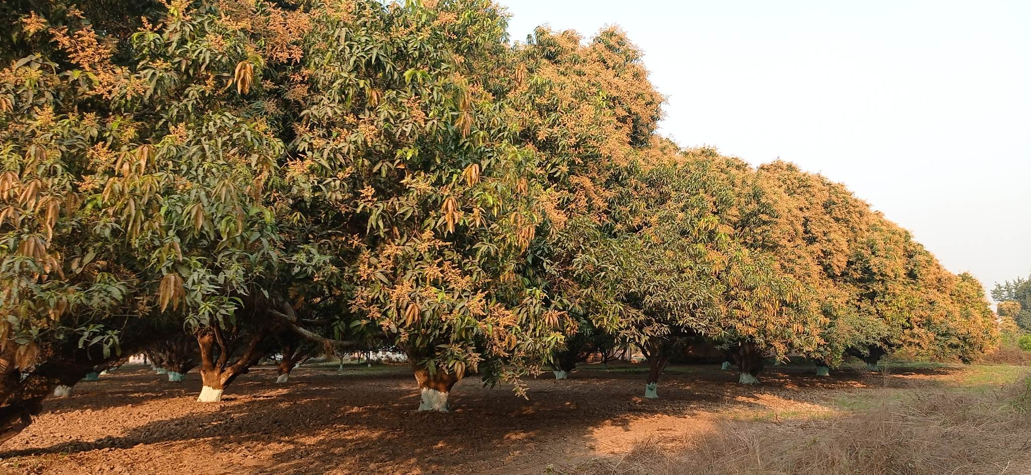 आँपको बगैँचामा लगेर बालिका बलात्कार, ३३ वर्षीय पुरुष पक्राउ