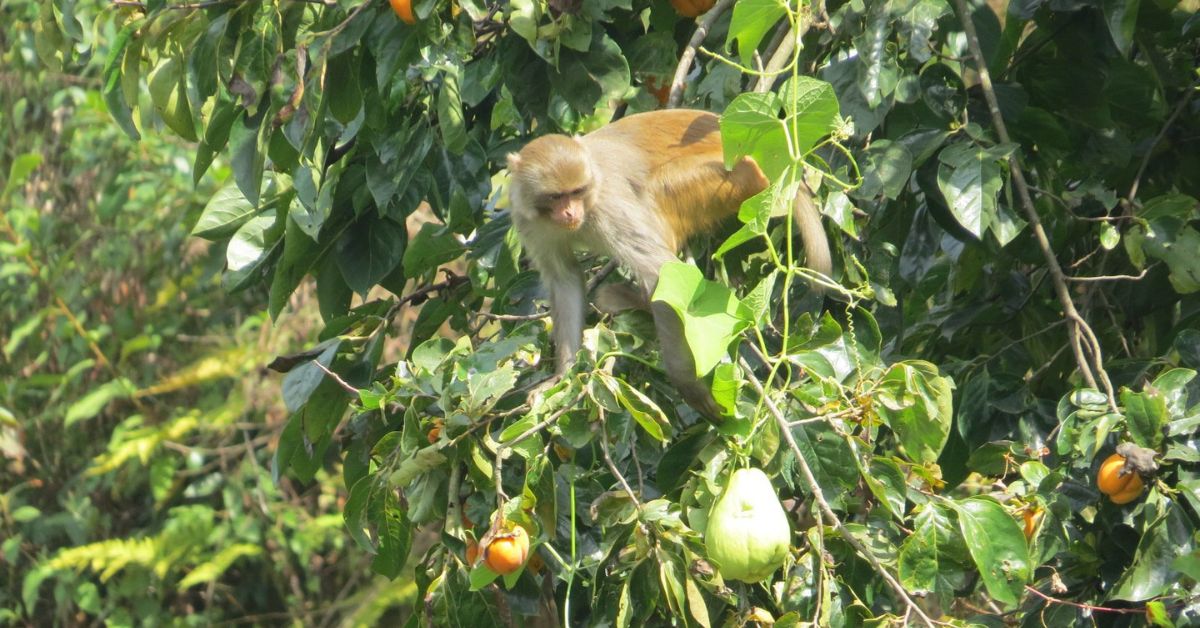 बाँदर नियन्त्रणका लागि दीर्घकालीन समाधान खोज्दैछ सरकार