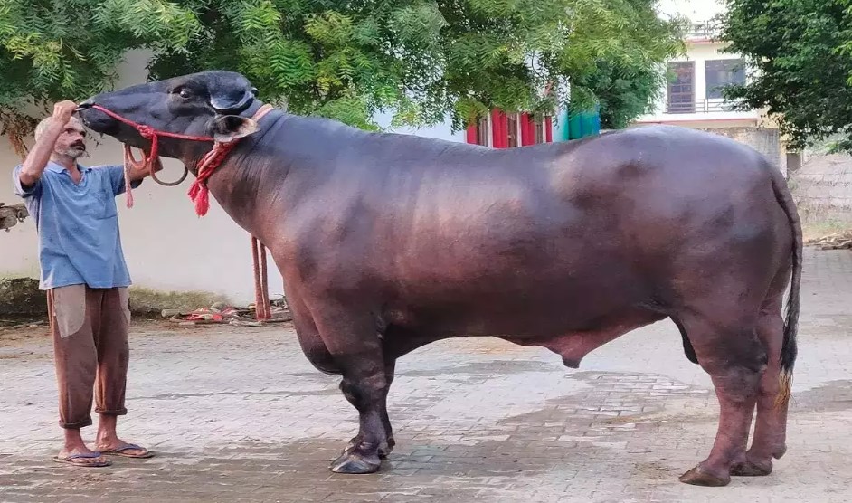 मुर्रा राँगा नेपाल ल्याउन अझ दुई महिना लाग्ने