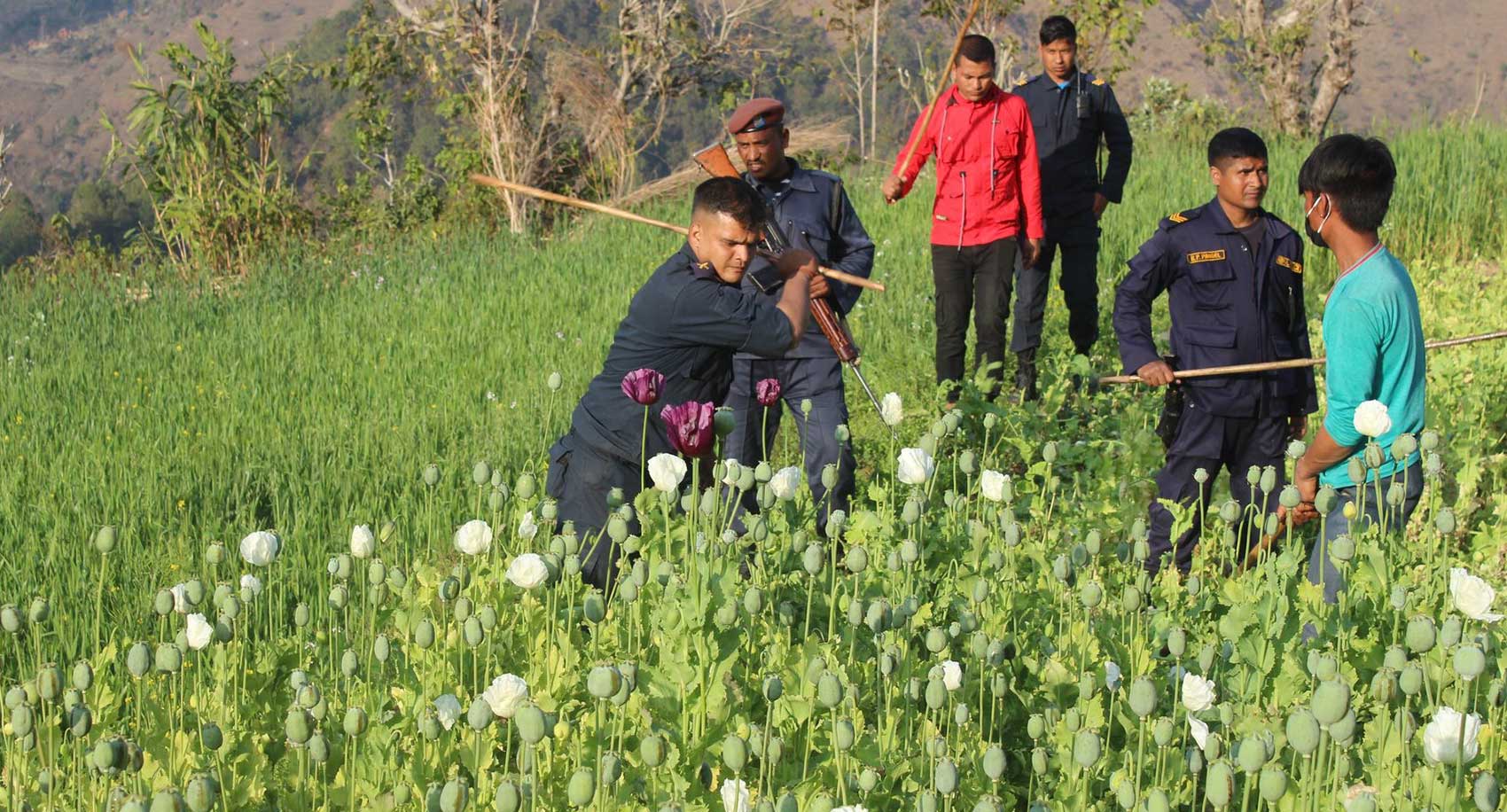 अफगानिस्तानमा अफिम खेतीमा प्रतिबन्ध लाग्दा नेपाल समेत जोखिममा, अवैध खेतीमा म्यानमार पहिलो