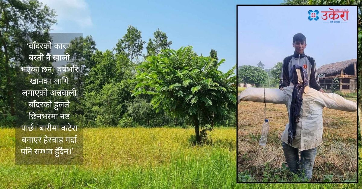 पश्चिम सुर्खेतमा बाँदर आतंकबाट बस्ती नै खाली भइसके, खाद्य संकट हुने चिन्तामा छन् कृषक