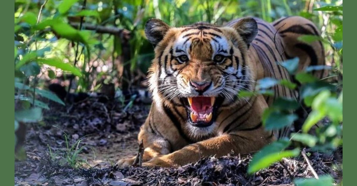 वनमा च्याउ टिप्न जाँदा बाघको आक्रमणबाट ३ महिला घाइते