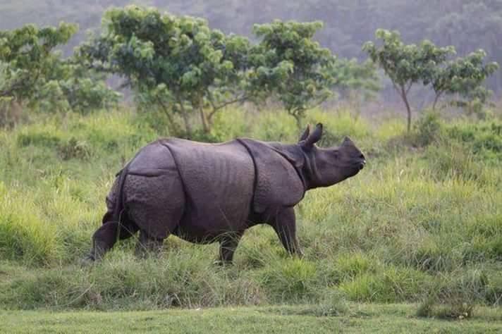 चितवनमा गैंडाको आक्रमणबाट ६० वर्षीय वृद्धको ज्यान गयो