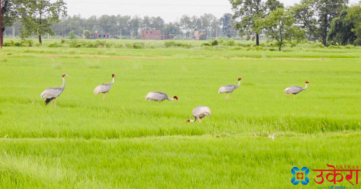 सारसका लागि स्वर्ग लुम्बिनी वृहत्तर क्षेत्र, तर साँघुरो बन्दैछ वासस्थान