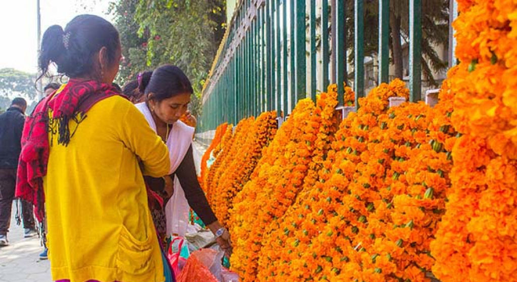 काठमाडौं महानगरद्धारा तिहारका लागि सयपत्री फूलको माला विक्री खुला, यी चार ठाँउबाट किन्न पाइने