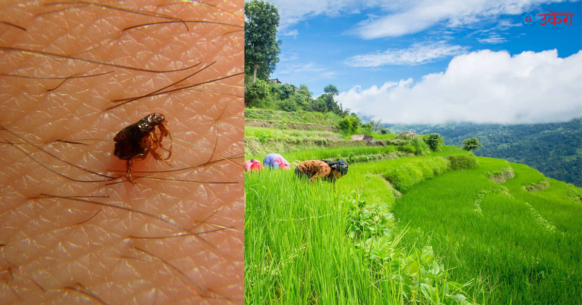 वर्षासँगै स्क्रबटाइफसको जोखिम बढ्दै, खेतबारीमा काम गर्नेहरू सजग रहन चिकित्सकको सुझाव