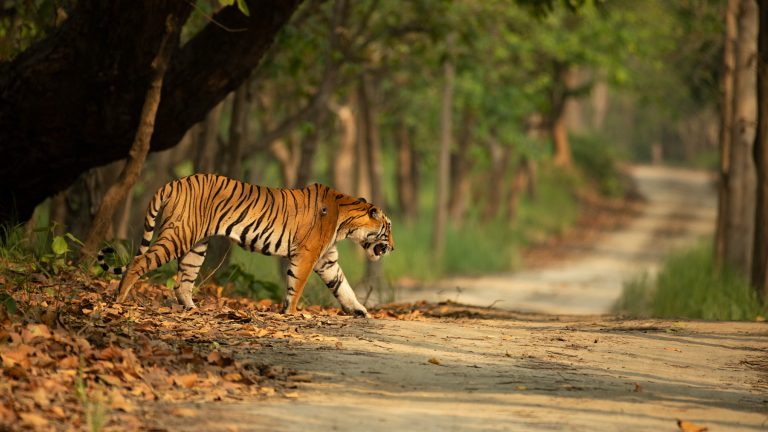 हेटौंडाका बाघको बढ्दो आतंक