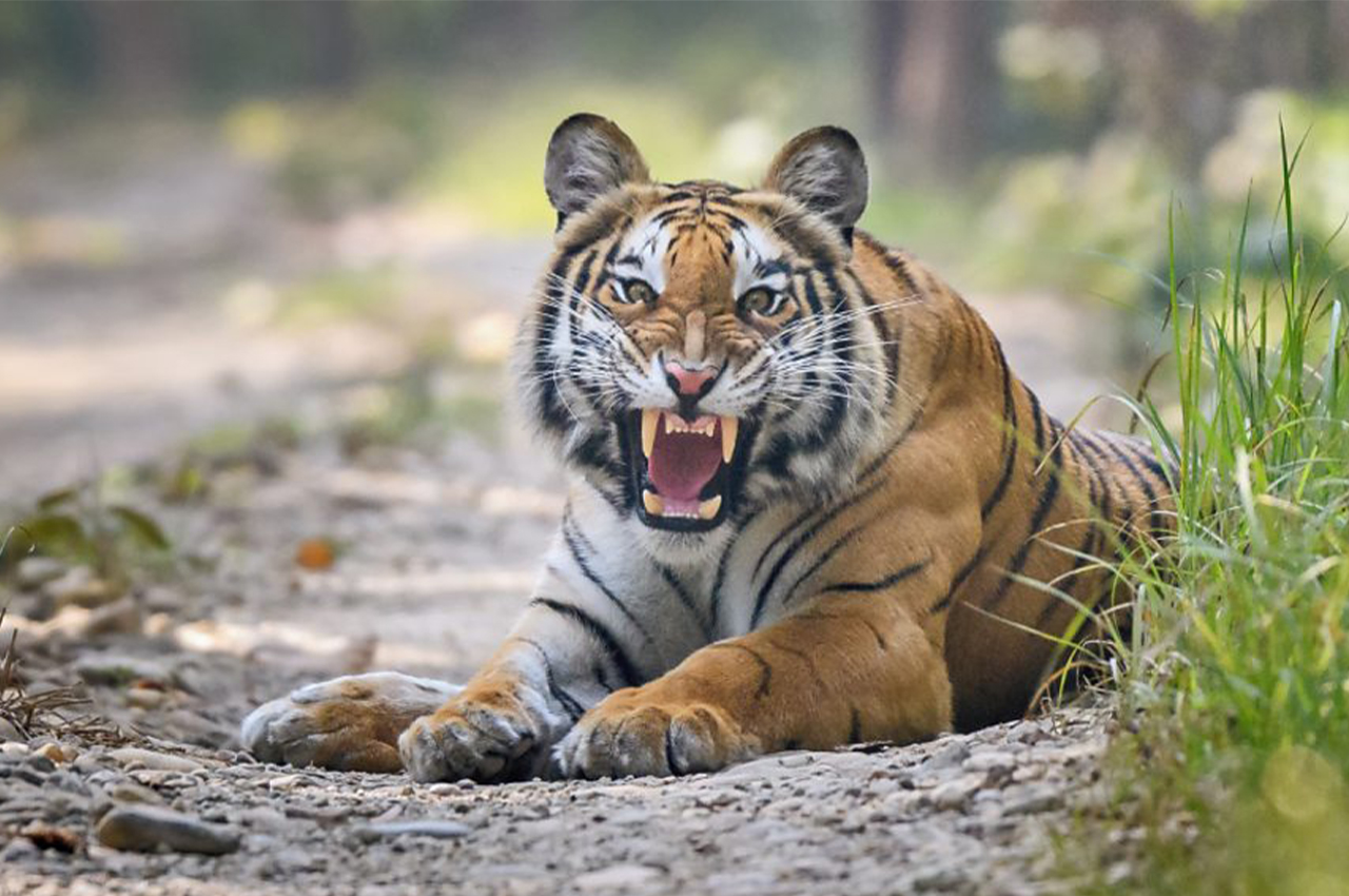 चितवनमा जङ्गली जनावरको आक्रमणबाट दुई महिनामा ४ जनाको ज्यान गयो