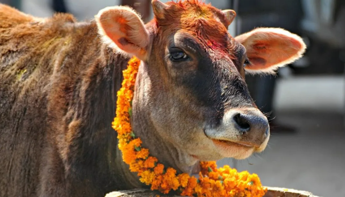 आज गोरु र गोवर्धनपूजा, गाई पूजा पनि आजै गर्न पञ्चाङ्ग निर्णायक समितिको आग्रह