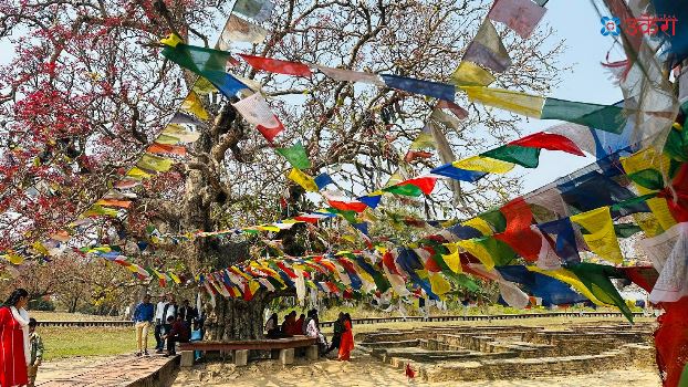 सिद्धार्थ गौतमले २९ वर्ष बिताएको तिलौराकोट पलाँस र सिमलले ढकमक्क